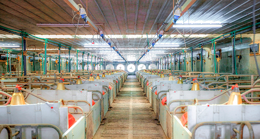 ozone generator in treating odor & disinfecting animal barn