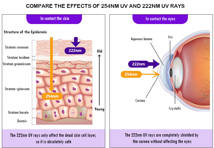 Compare the effects of 254nm UV and 222nm UV rays to skin & eyes
