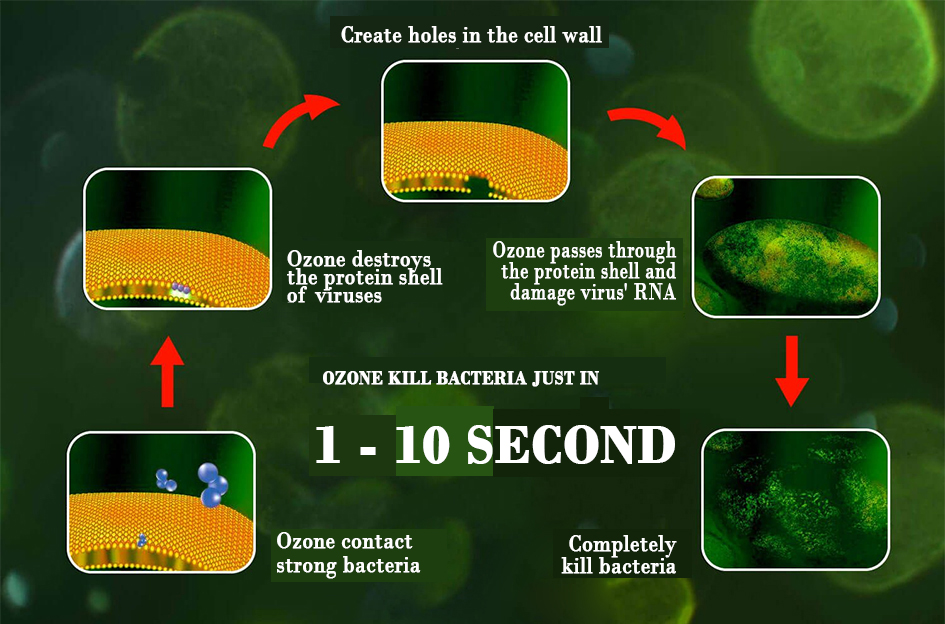 Bacteria 4 destroys bacterial cells, kills mold fungus and pathogens