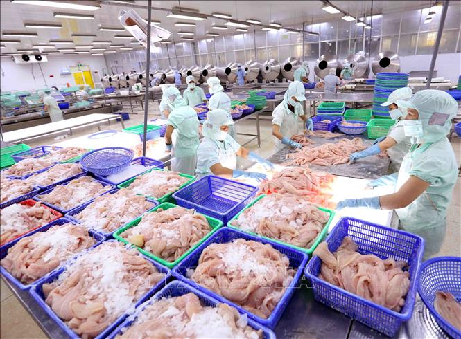 Cuu Long Seafood Company use Dr.Ozone Machine to Disinfect and Decontaminate Seafood 